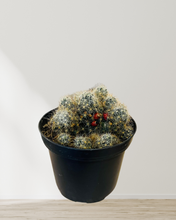 Feliz día de la madre (Historia de Instagram) (2)