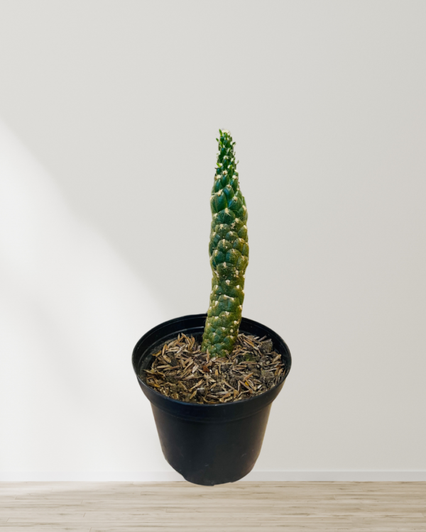 Feliz día de la madre (Historia de Instagram) (3)