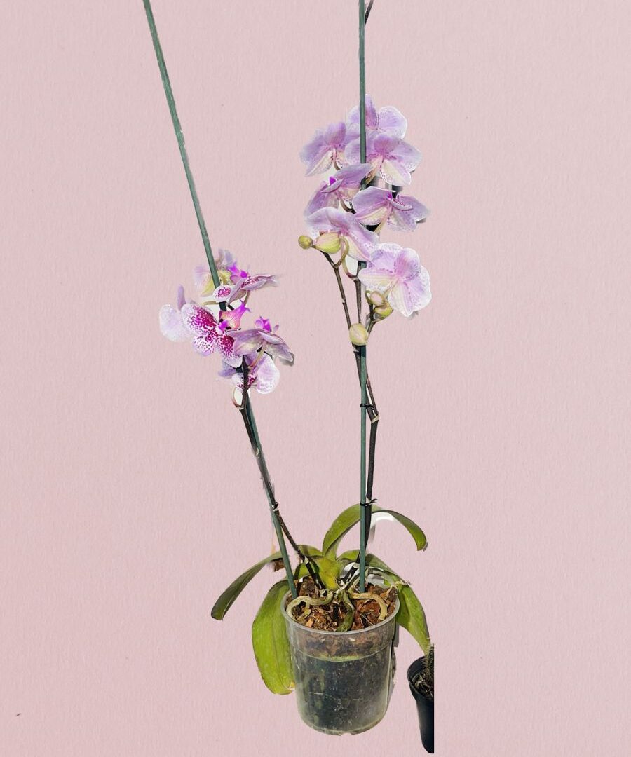 Orquidea 2 varas ambiente boreal